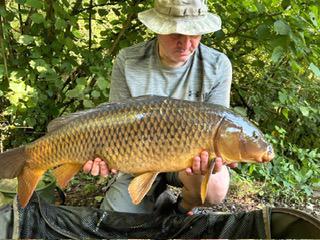 common carp