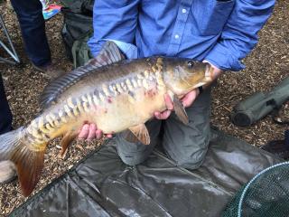 15lb linear